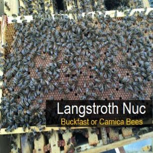 Langstroth 5 frame nuc British Bees